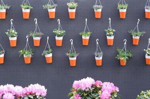 Stiefmütterchen Blumen in hängenden Töpfen im Laden, Frühlingshintergrund foto