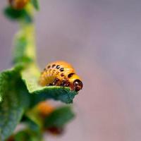 Kartoffelkäferlarven fressen Blatt einer jungen Kartoffel foto