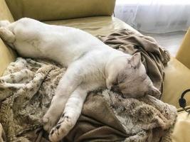 Kleines weißes Kätzchen schläft auf einer flauschigen weichen Decke. Das Haustier ruht sich nach einem herzhaften Mittagessen aus. Ich vergrub mein Gesicht in einer warmen Decke. liegt auf einem weißen Ledersofa. Liebhaber von Katzenfutter foto