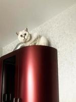 Kleines weißes Kätzchen sitzt oben in der roten Küche. Eine Katze mit Ohren und grünen Augen spielt mit ihrem Besitzer. Das Haustier versteckt sich oben auf dem Schrank. auf einem Hintergrund aus grauer, glänzender Tapete foto