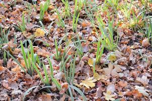 Grünes, langes, frisches Gras wächst durch einen natürlichen Teppich aus trocken gefallenen, natürlichen, gelb-orange-roten Herbstblättern. der Hintergrund. Textur foto