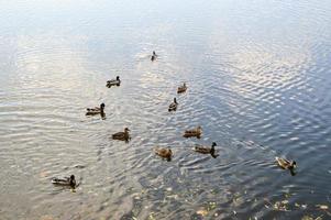 viele graue enten schwimmen im wasser, in einem teich, einem fluss, einem see mit herbstgelben blättern foto