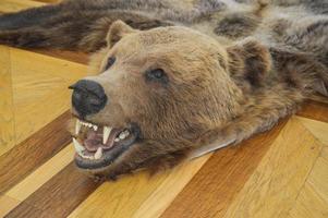 Teppich mit natürlicher Jagdtrophäe, Vogelscheuche, Fell eines wilden braunen Grizzly-Braunbären mit Reißzähnen. der Hintergrund foto
