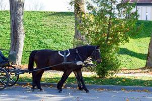 ein schönes schwarzes starkes pferd im geschirr zieht die kutsche im park auf einer asphaltstraße foto