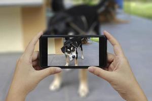 hand, die smartphone hält, macht ein foto bei thailändischen hunden