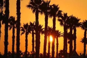 Palmen im Stadtpark bei Sonnenaufgang foto