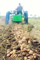 grub Kartoffeln auf dem Hintergrund eines Baggertraktors mit Landarbeitern aus. Wurzelgemüse an die Oberfläche extrahieren. Landwirtschaft und Ackerland. Ende der Herbsterntekampagne. frisches Bio-Gemüse foto