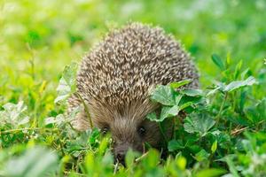 Igel auf dem Gras foto