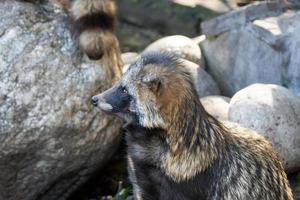 Waschbär auf Stein foto