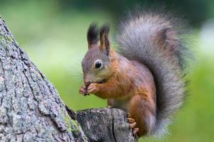 Eichhörnchen auf einem Ast foto