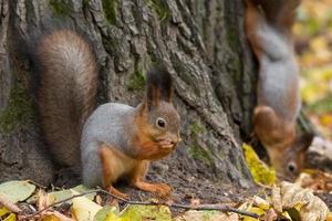 Eichhörnchen auf einem Ast foto