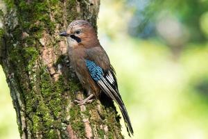 Garrulus Glandarius auf einem Ast foto