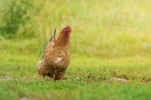 das Huhn läuft auf dem Gras foto