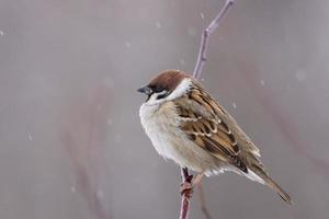 Spatz Schnee Winter foto