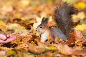 Eichhörnchen im Herbstpark