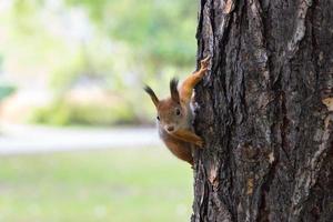 Eichhörnchen auf einem Ast foto