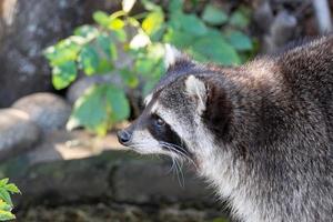 Waschbär auf Stein foto