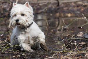 kleiner weißer Hund foto