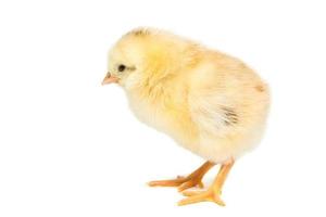 Huhn auf weißem Hintergrund foto
