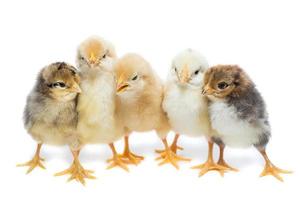 fünf Hühner auf weißem Hintergrund foto