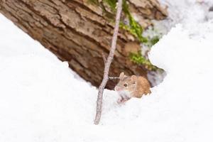 Maus Schnee Winter foto