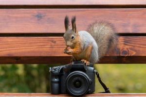 Eichhörnchen fotografiert auf der Kamera foto
