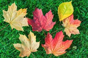 Herbstblatt Ahorn auf grünem Gras foto