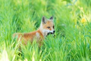 Fuchs im Gras foto