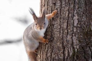 Eichhörnchenbaum im Winter foto