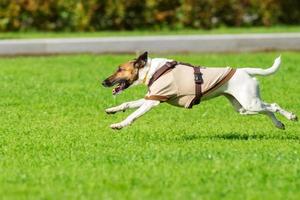 Laufender Hund auf Gras foto