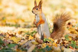 Eichhörnchen im Herbstpark foto