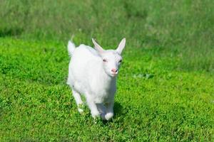 Ziege in einem Weizenfeld foto