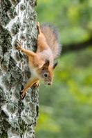 Eichhörnchen auf einem Ast foto