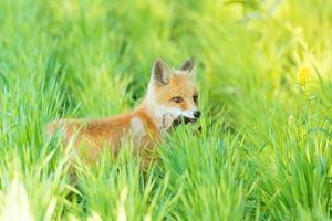 Fuchs im Gras foto