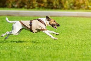 Laufender Hund auf Gras foto