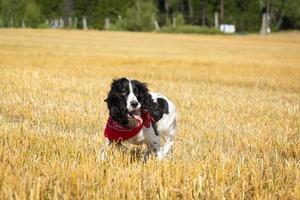 Hund hat Heuhaufen foto