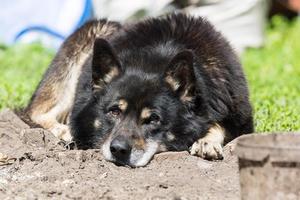 Hund auf dem Rasen foto