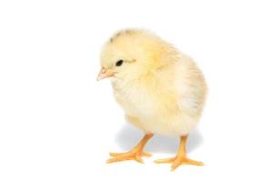 Huhn auf weißem Hintergrund foto