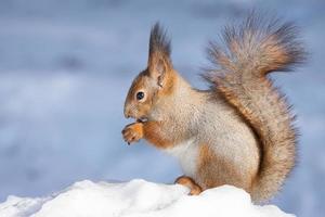 Eichhörnchen Schnee Winter foto