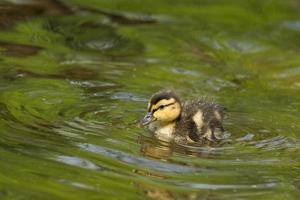 Entlein im Teich foto