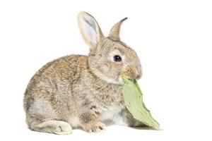 Kaninchen auf weißem Hintergrund foto