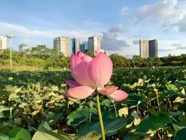 Rosa Lotus schön blühend unter dem hellen Himmel im Freien foto