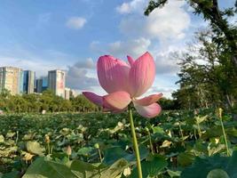 Rosa Lotus schön blühend unter dem hellen Himmel im Freien foto