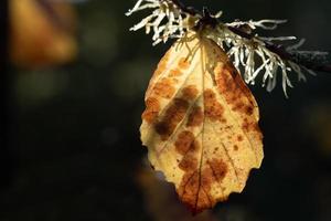 Ein gelbes Blatt einer Zaubernuss hängt im Herbst am Ast eines Baumes. Der Hintergrund ist dunkel mit Lichtreflexen. Teile der Blüte sind zu sehen. foto