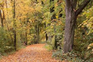 Im Herbst ist ein Weg durch den Wald mit vielen gelben Blättern übersät. an den bäumen sind abgestorbene blätter. foto