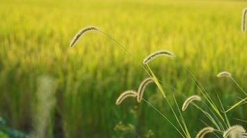 die reisfeldansicht mit dem reifen reis im herbst in der landschaft des chinas foto