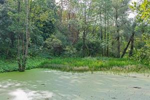 üppige grüne Sumpf- und Tropenwaldszene. Die Sonne ragt durch das dichte Laub und enthüllt eine wunderschöne Naturlandschaft foto