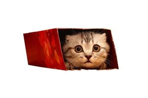 Schottisches Kätzchen, das in die Kiste späht. foto
