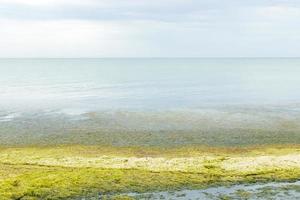 Algen bei Ebbe am Strand an einem regnerischen grauen Tag. ökologie- und naturkatastrophenkonzept foto