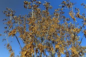 vergilbendes Ahornlaub in der Herbstsaison foto